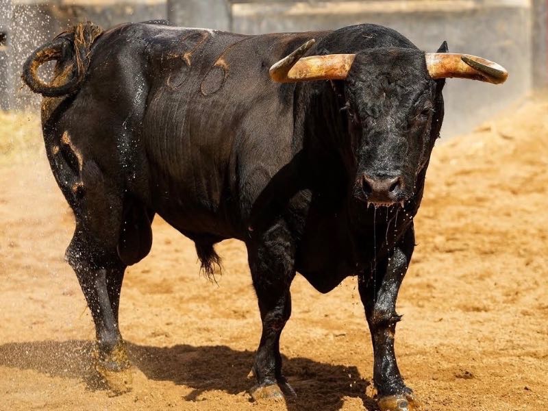 Los toros de Jandilla y Vegahermosa, protagonistas hoy en la Maestranza de Sevilla