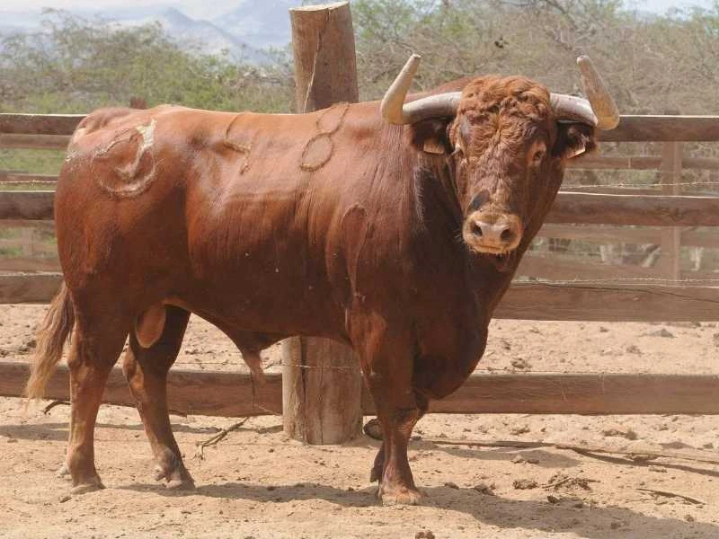 Acho presenta un imponente encierro de Montalvo para abrir la Feria del Señor de los Milagros: seriedad, trapío y casta española