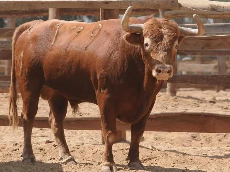 Cuvillo desembarca en Acho con un lote de ensueño para el mano a mano Castella - Roca Rey