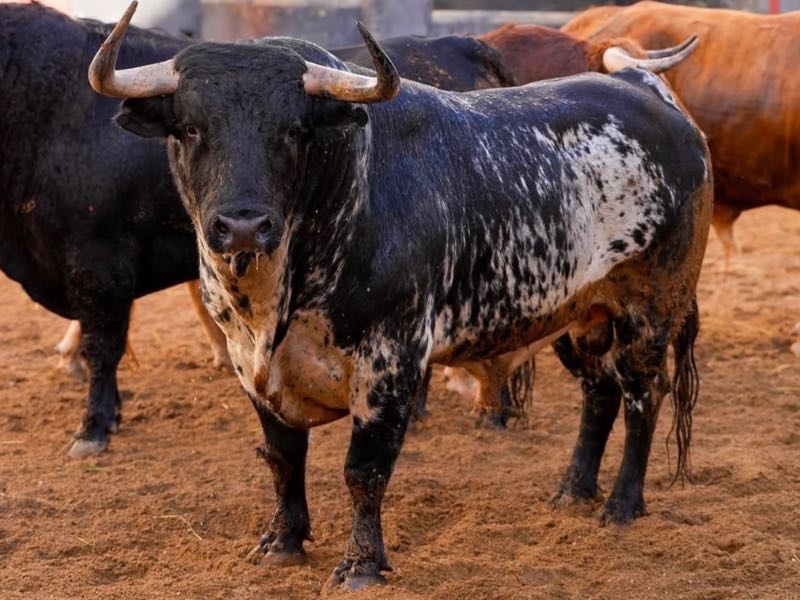 Sorteo y orden de lidia en la Real Maestranza de Sevilla: Un encierro de Garcigrande para la 25ª del abono maestrante 