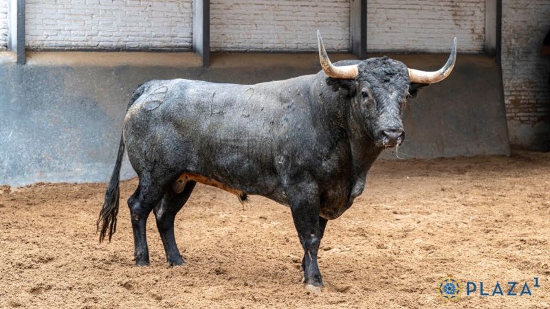 Corrida concurso de ganaderías en Las Ventas: Orden de lidia para José Carlos Venegas, Isaac Fonseca y Alejandro Chicharro