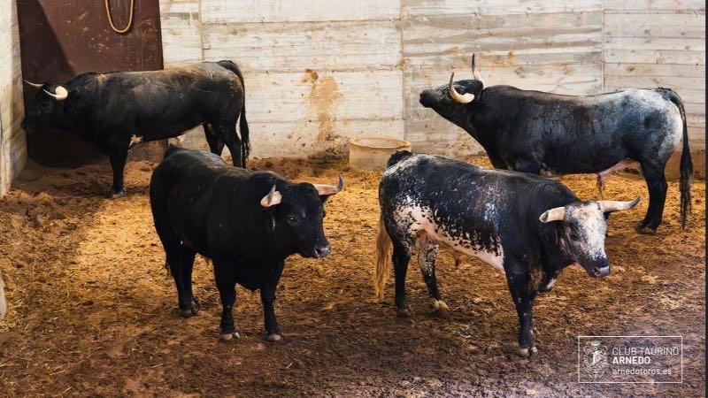 Sorteo y orden de lidia en Arnedo: Los novillos de Los Maños para la 51ª edición del Zapato de Oro