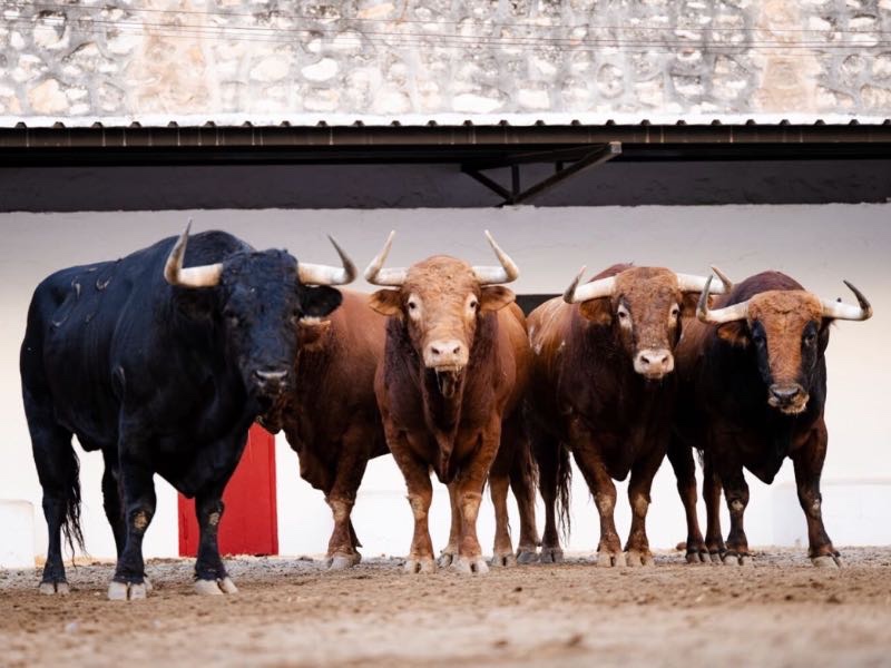 Sorteados y enchiquerados los toros de Morante, Roca Rey y Tomás Rufo en Valencia