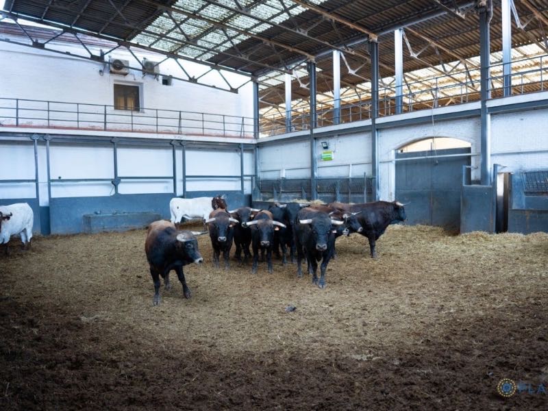 Sorteados y enchiquerados los novillos de Guadajira para la final de ‘Camino hacia Las Ventas’