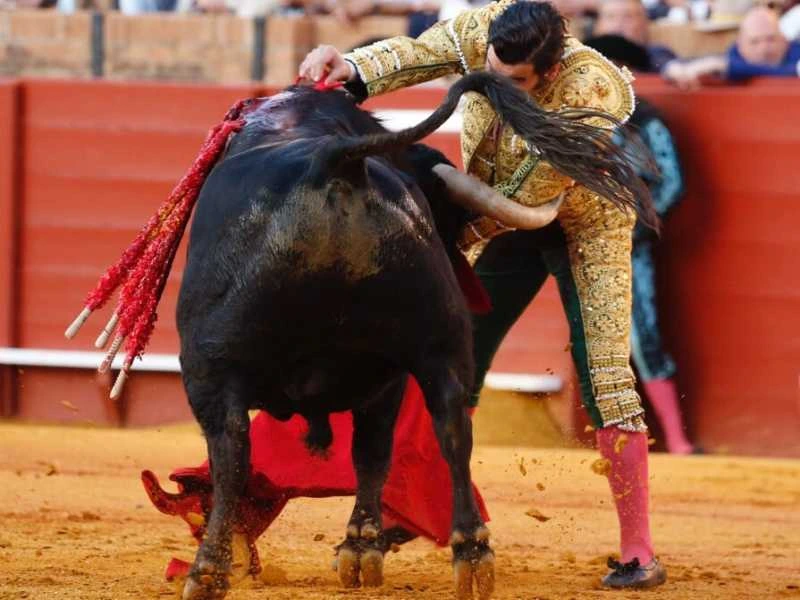 La Asociación Taurina de Aficionados Prácticos de Jaén crea el “Trofeo a la Mejor Estocada” de la Feria de San Lucas