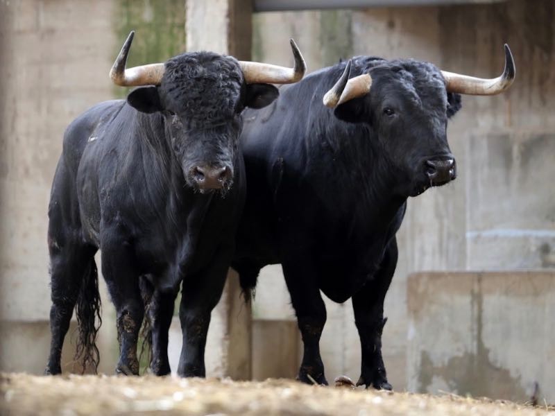 Sorteados y enchiquerados los toros de Puerto de San Lorenzo y La Ventana del Puerto para la corrida de Zaragoza