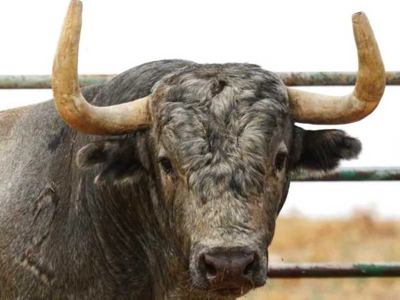 Los Victorinos ya están en Acho: histórico desembarco para la Feria del Señor de los Milagros